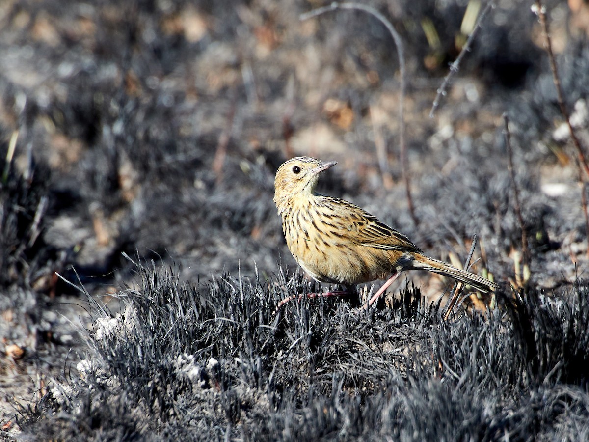 Ochre-breasted Pipit - ML608085711