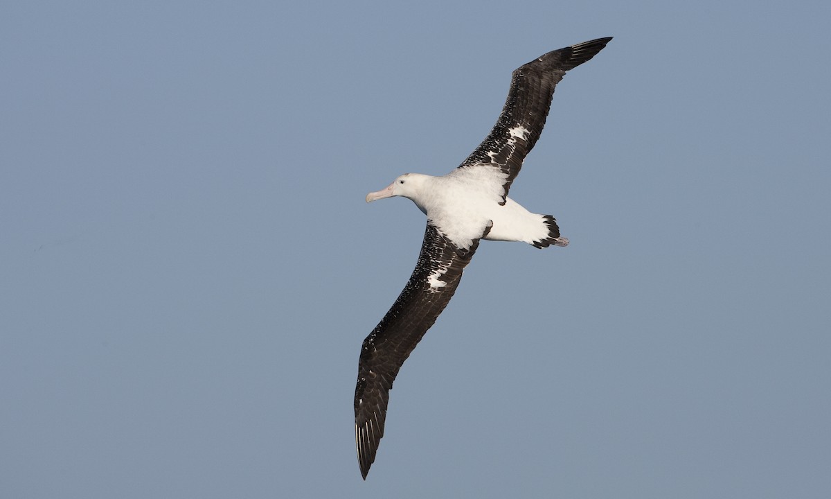albatros stěhovavý - ML60808621