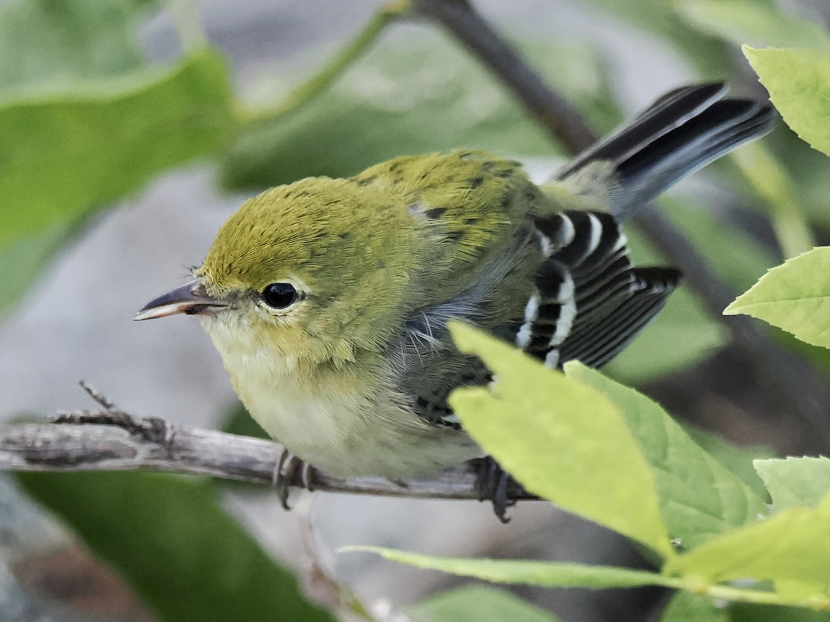 Bay-breasted Warbler - ML608087621