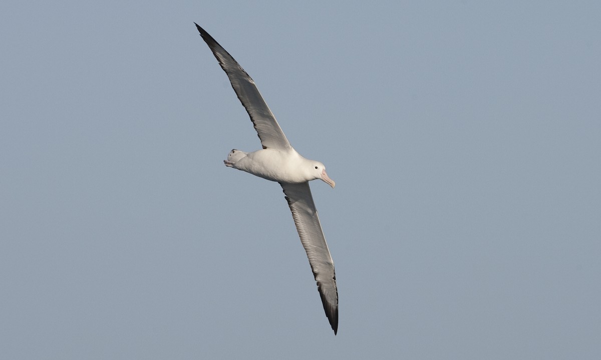 Southern Royal Albatross - Brian Sullivan