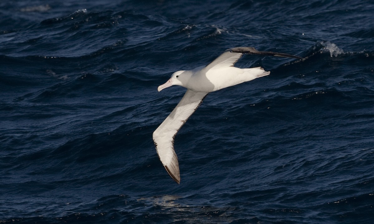 Southern Royal Albatross - ML60808801