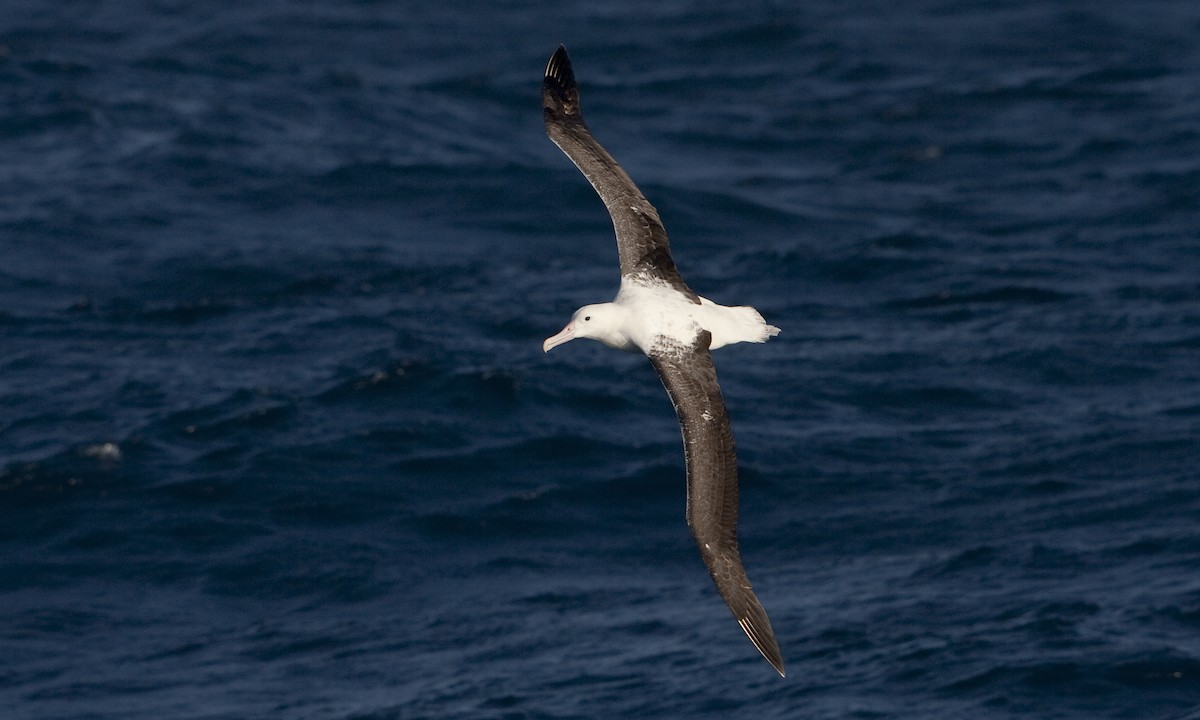 Southern Royal Albatross - ML60808811