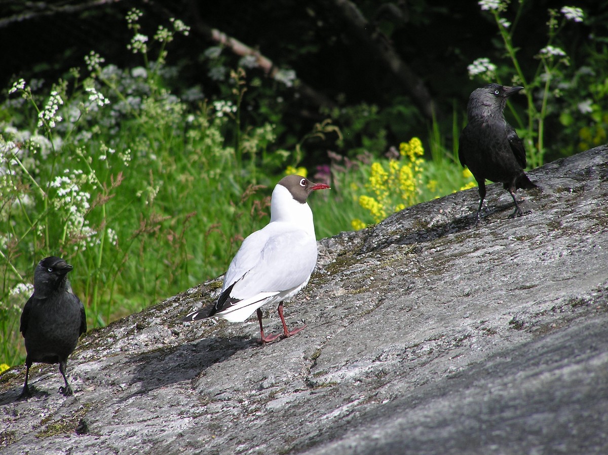 Mouette rieuse - ML608088561