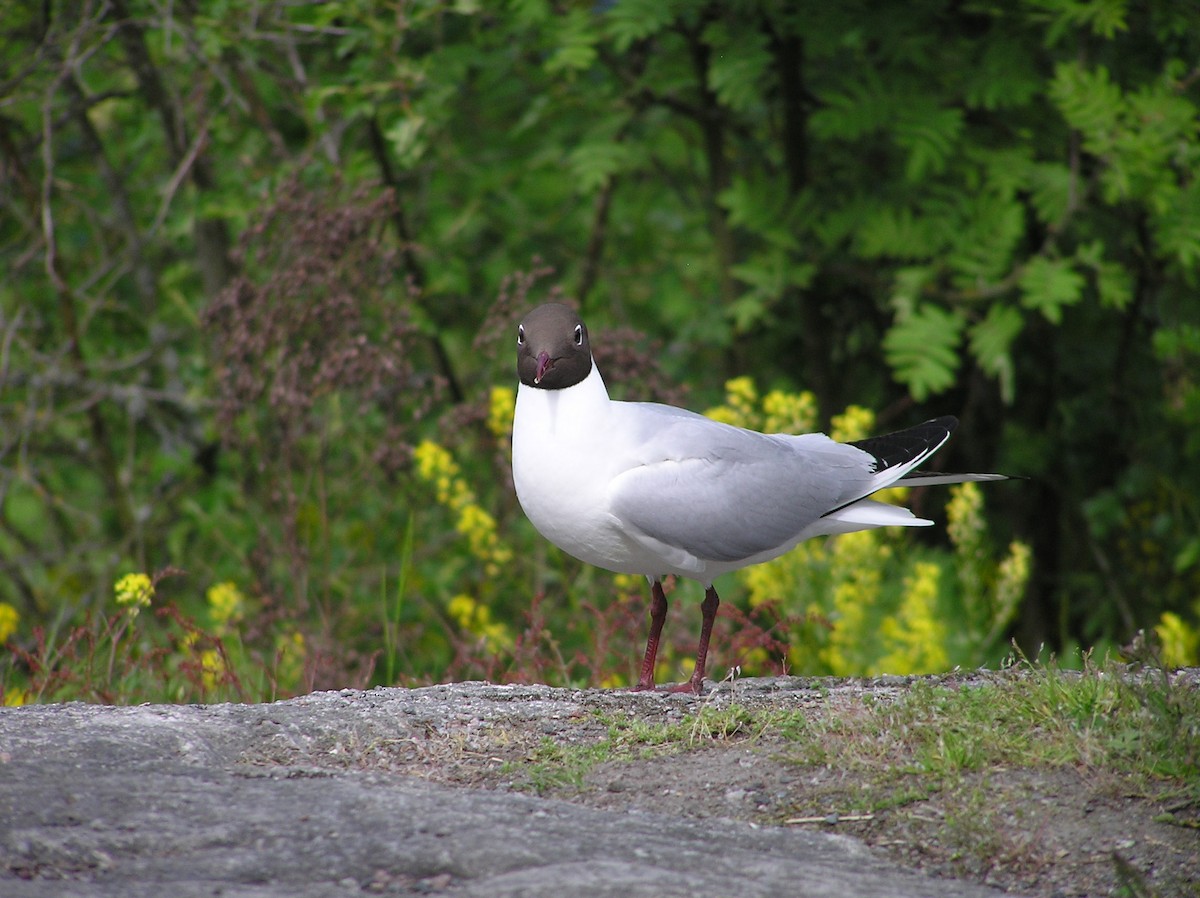Mouette rieuse - ML608088811