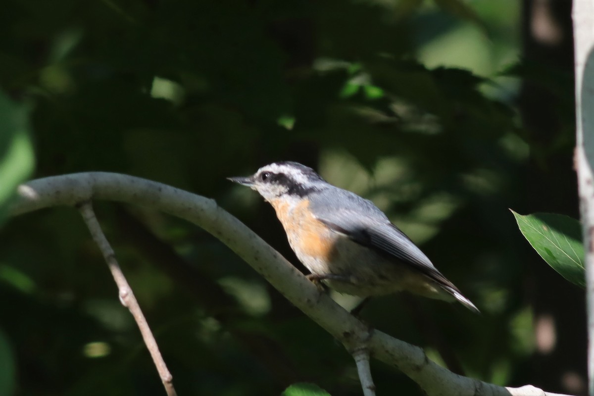 Red-breasted Nuthatch - ML608090361