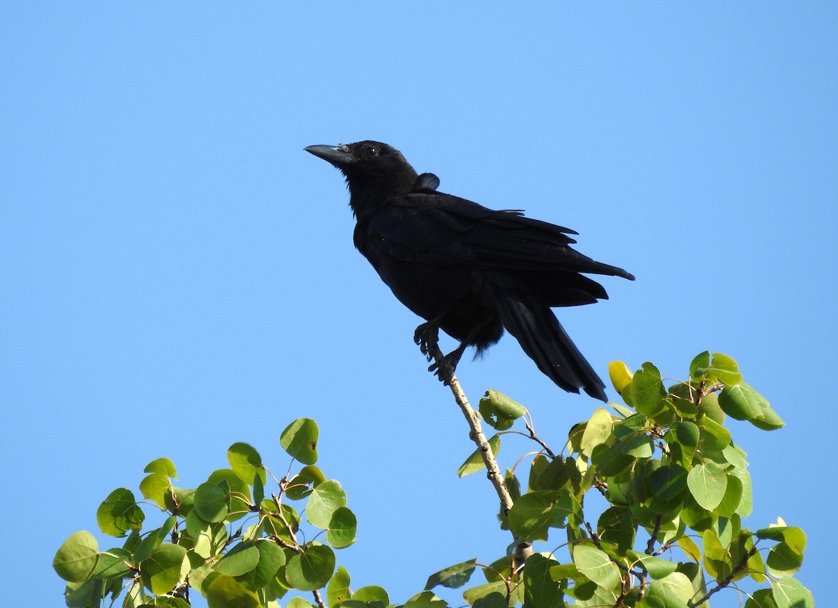 American Crow - ML608090671