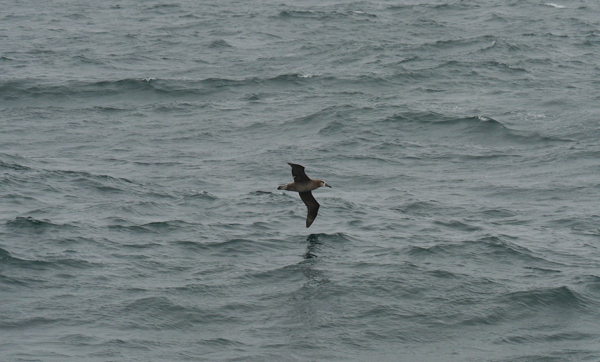 Black-footed Albatross - David Diller