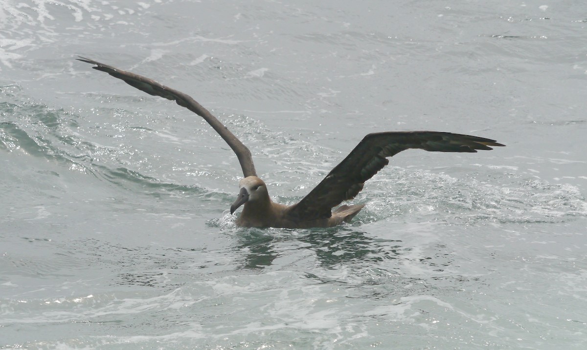 Black-footed Albatross - ML608091921