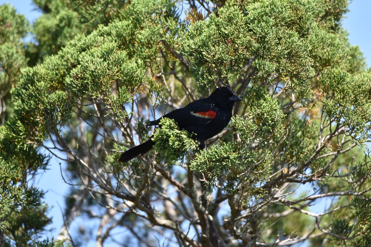Red-winged Blackbird - Lisa Tucci