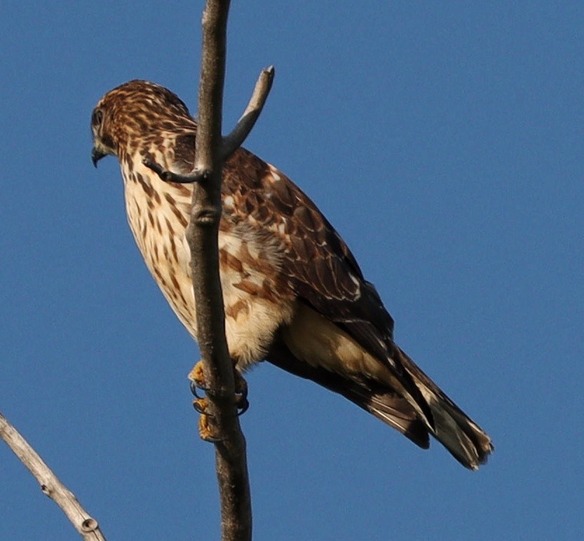 Broad-winged Hawk - Aman Mottaqui-Tabar