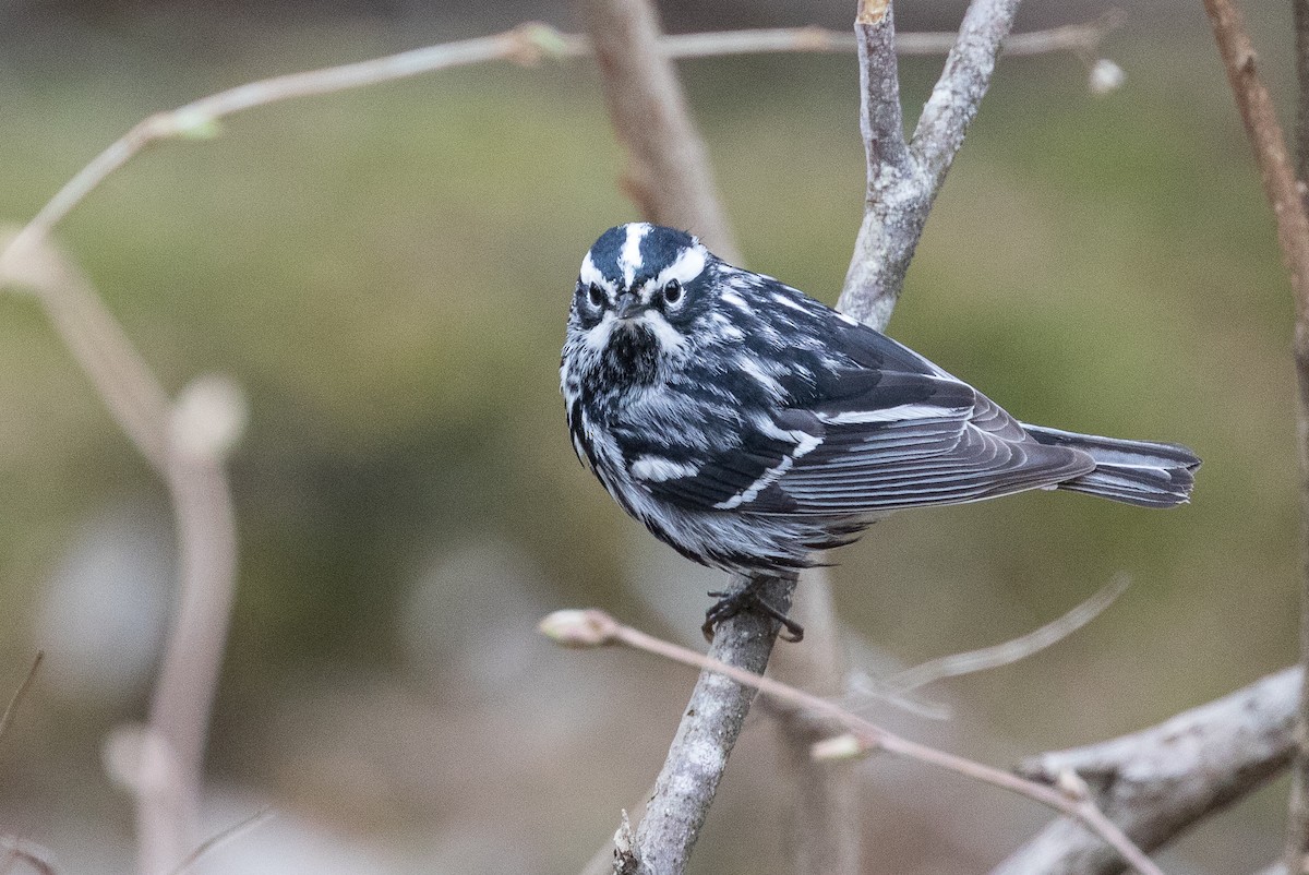 Black-and-white Warbler - ML60809411