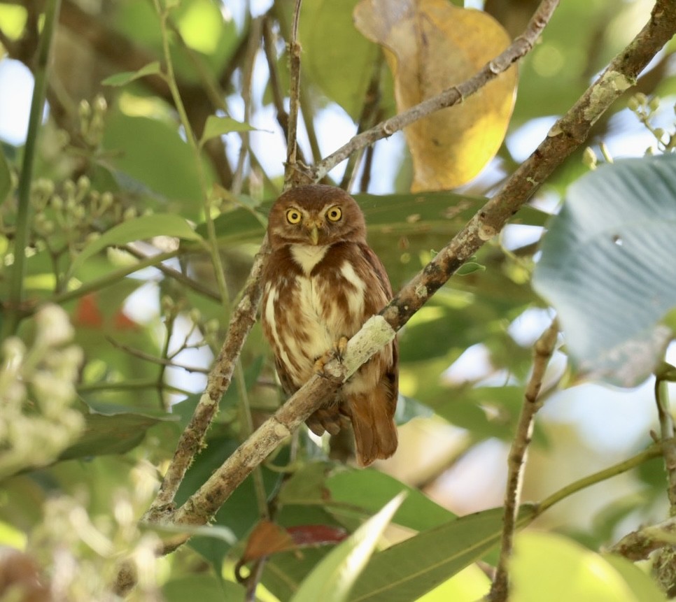Subtropical Pygmy-Owl - ML608098701