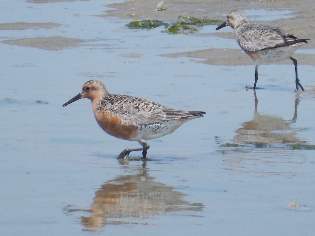 Red Knot - Peter Paul