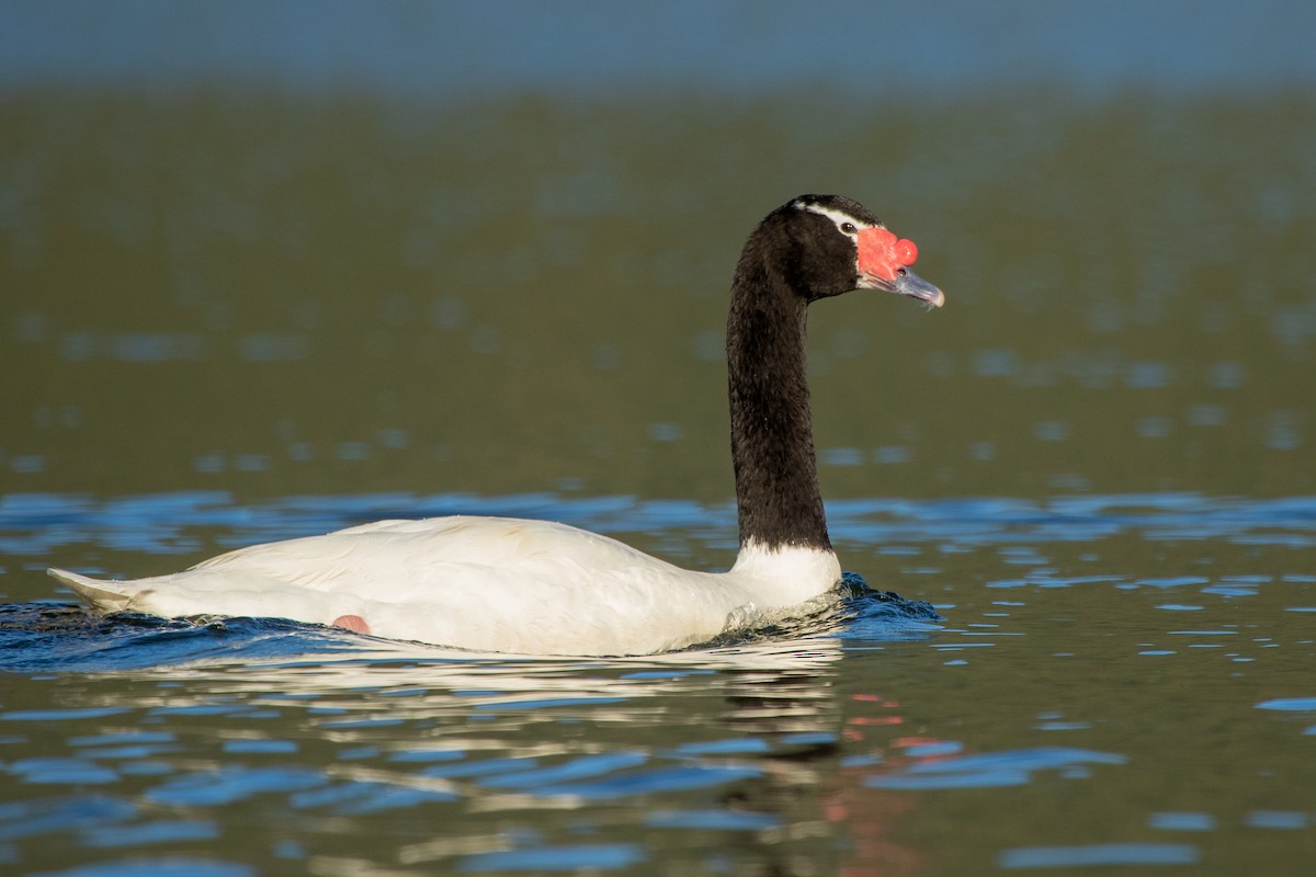 Black-necked Swan - ML608101351