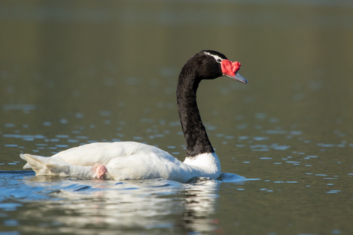 Black-necked Swan - ML608101361