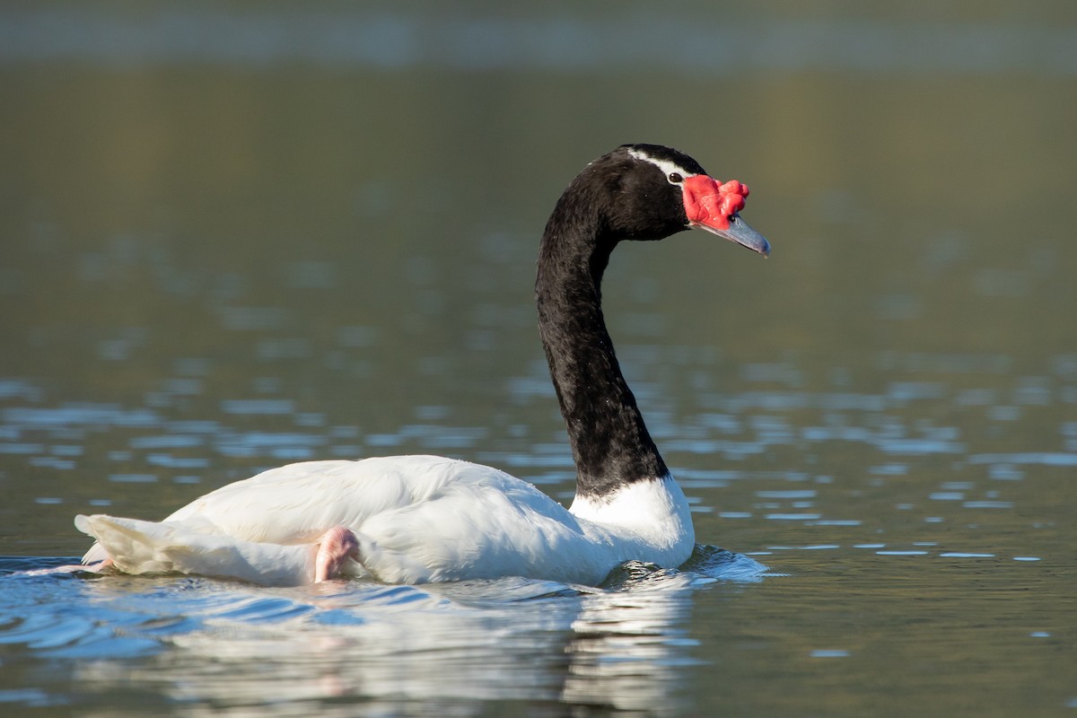 Black-necked Swan - ML608101371