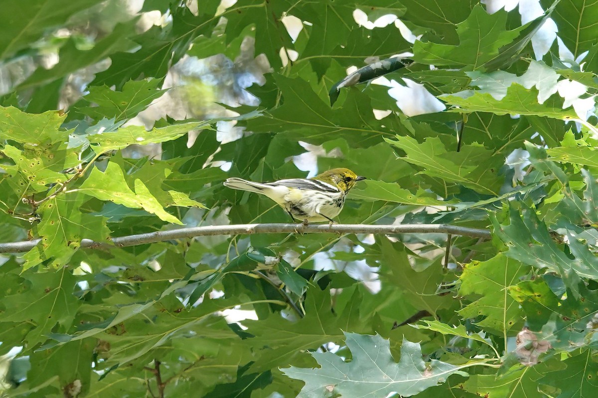 Black-throated Green Warbler - ML608103111