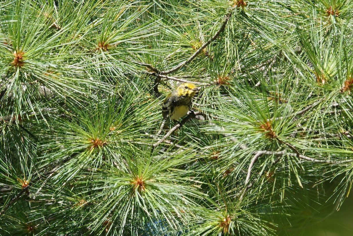 Black-throated Green Warbler - ML608103121