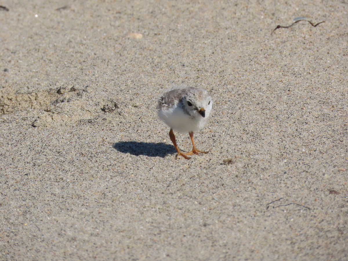 Piping Plover - ML608104401
