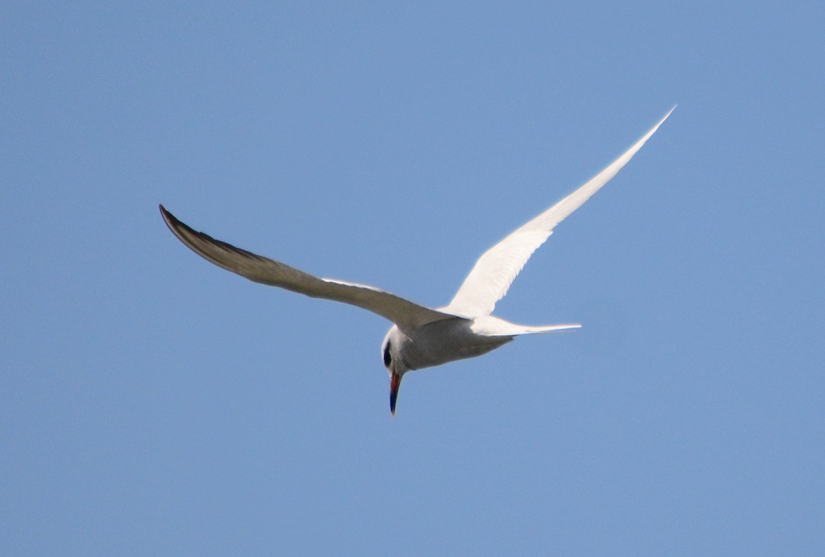 Snowy-crowned Tern - ML608105521