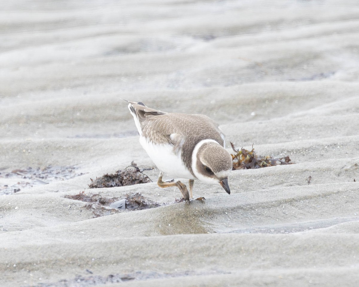 Semipalmated Plover - ML608106241