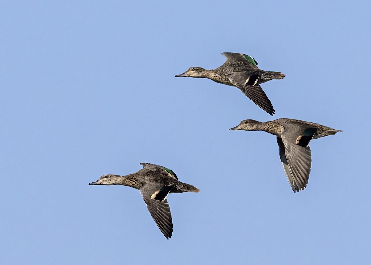 Ebird Checklist Aug Lake Helena Wma Species Other Taxa