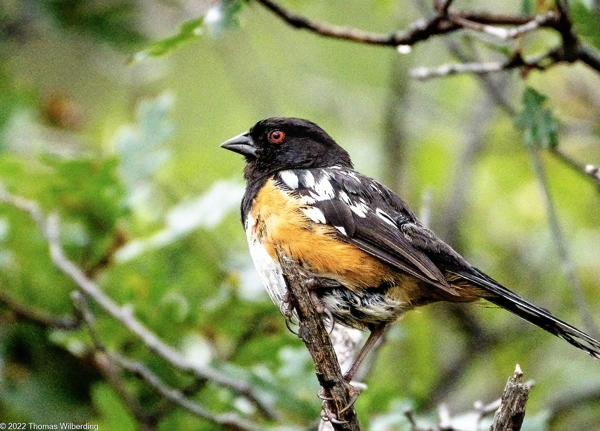 Spotted Towhee - ML608111451