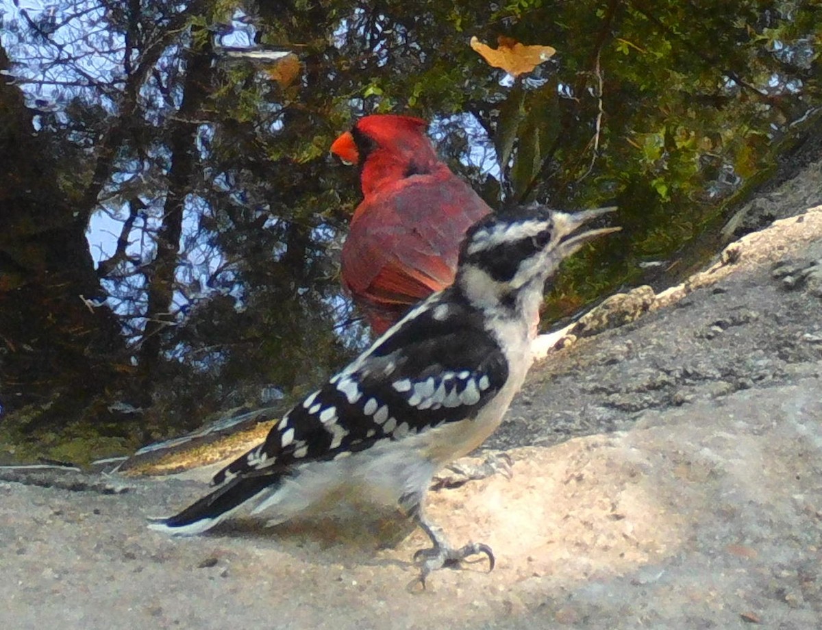 Hairy Woodpecker - ML608114171