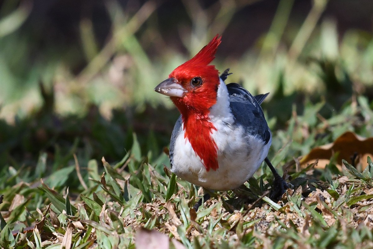Red-crested Cardinal - Barry Blust