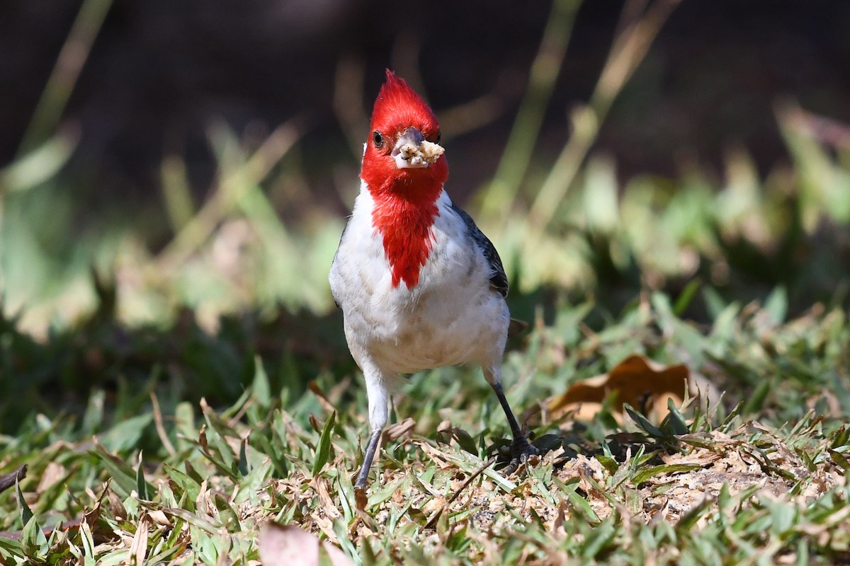 Red-crested Cardinal - Barry Blust