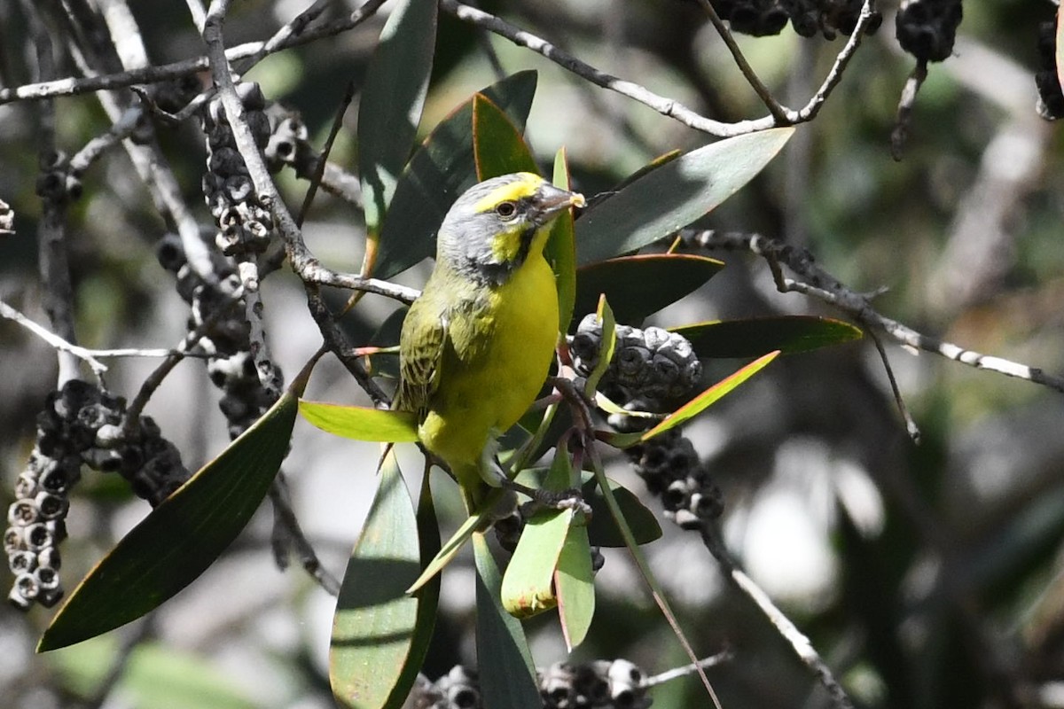 Yellow-fronted Canary - Barry Blust