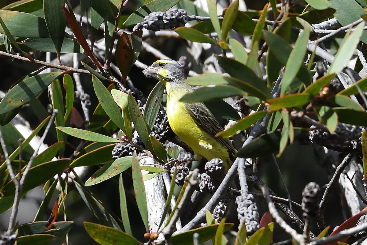 Yellow-fronted Canary - ML608115961