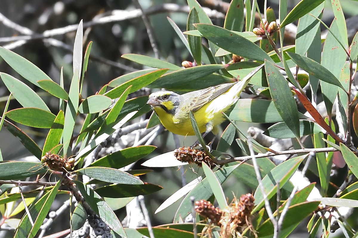 Yellow-fronted Canary - ML608116001