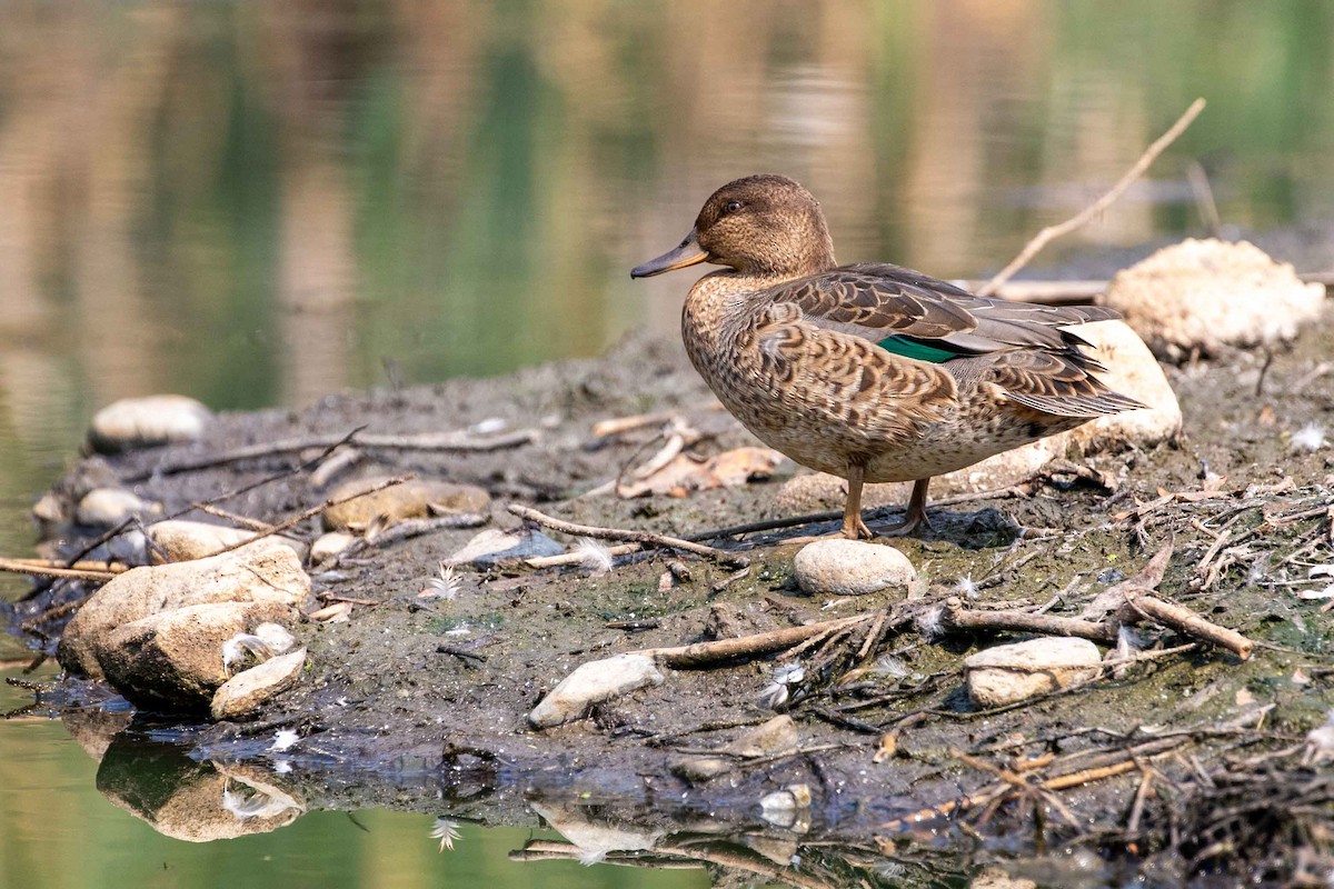 Green-winged Teal - ML608117731