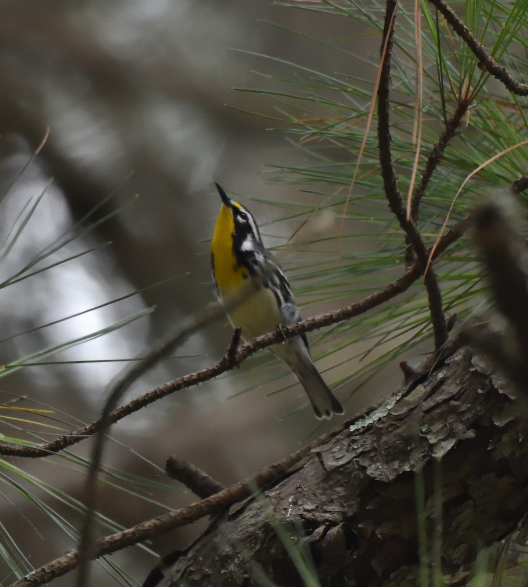 Yellow-throated Warbler - ML608119231