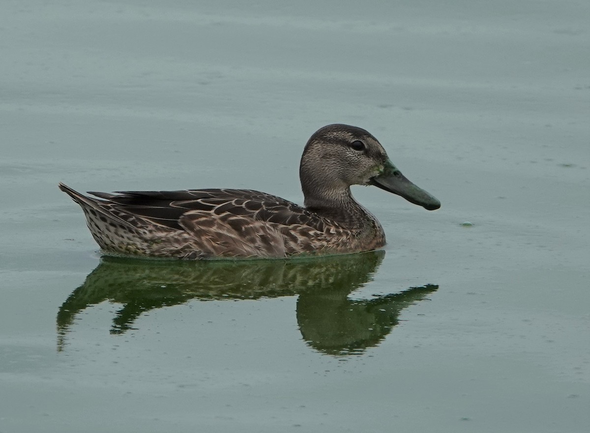 Blue-winged Teal - ML608119241