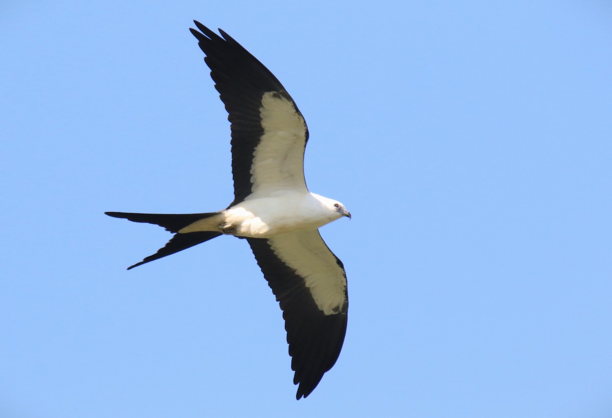 Swallow-tailed Kite - ML608119631
