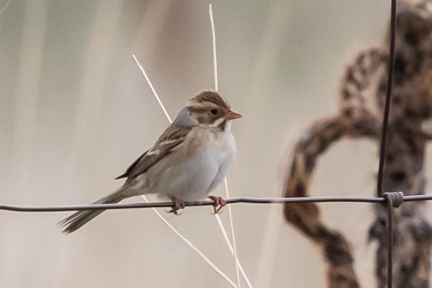Clay-colored Sparrow - Bob Friedrichs