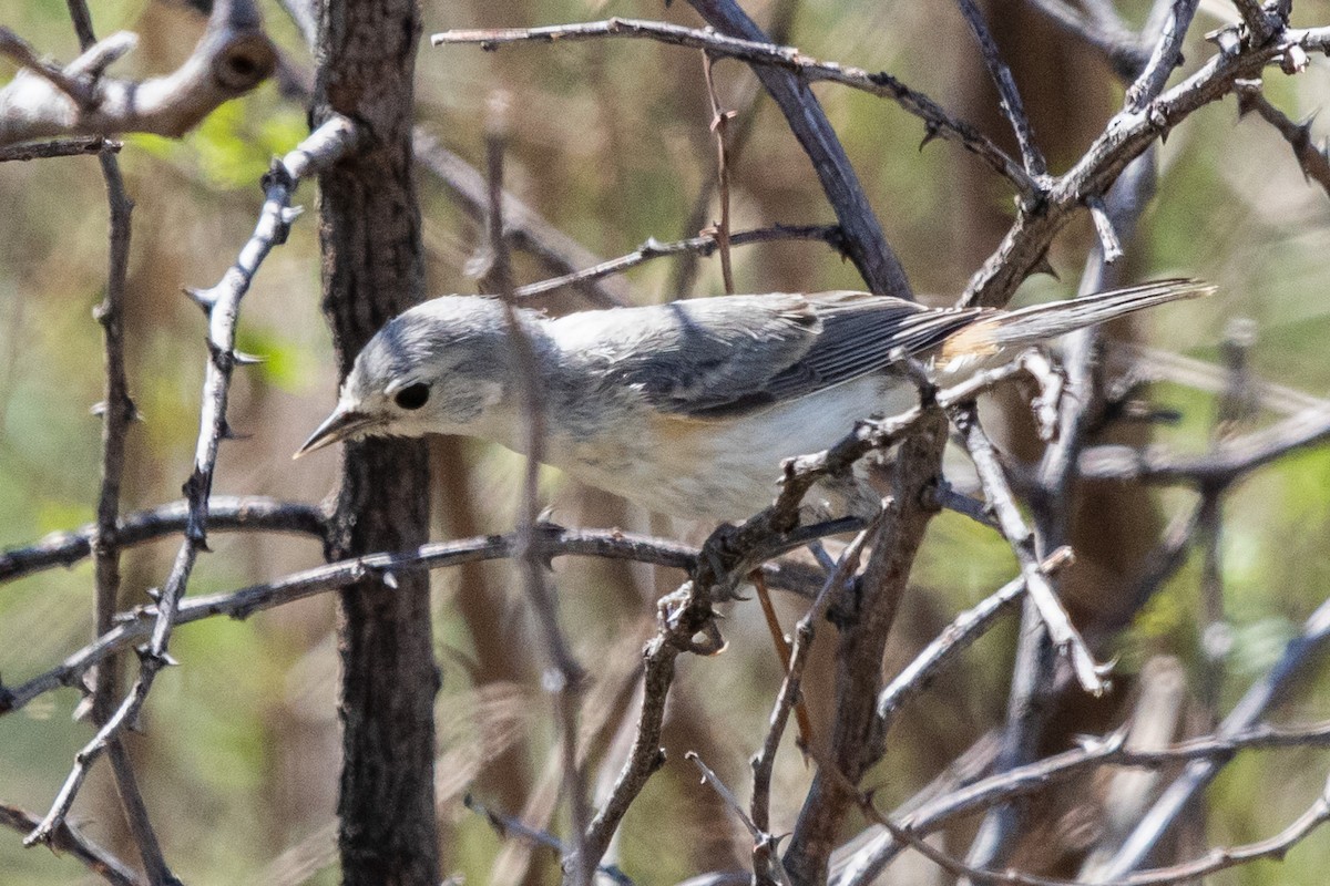 Lucy's Warbler - ML608126541