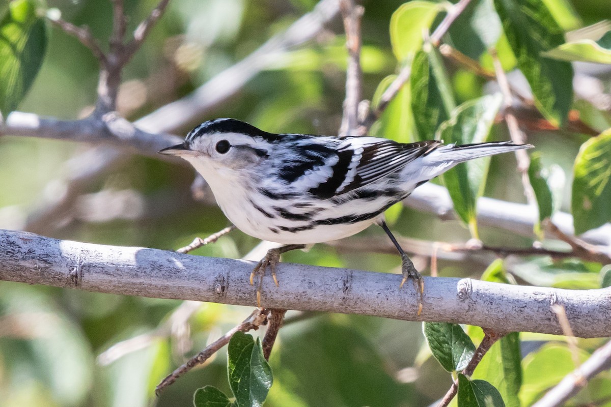 Black-and-white Warbler - ML608126731
