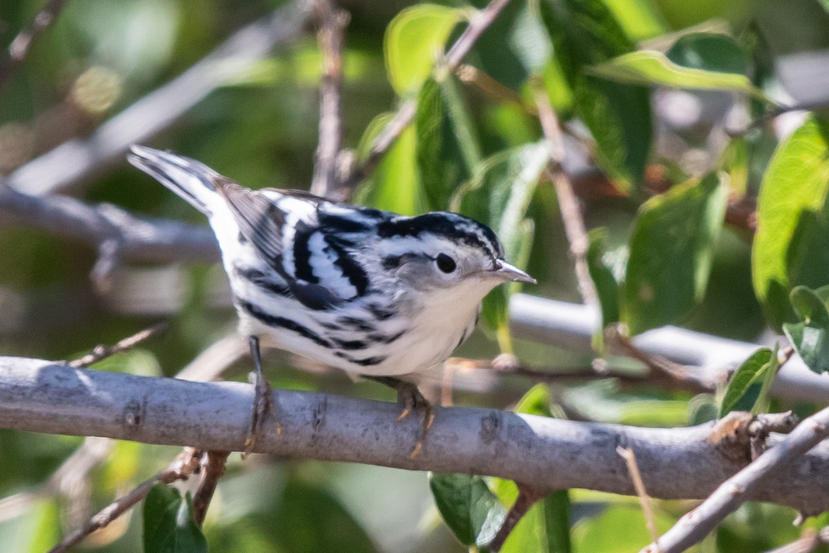 Black-and-white Warbler - ML608126741
