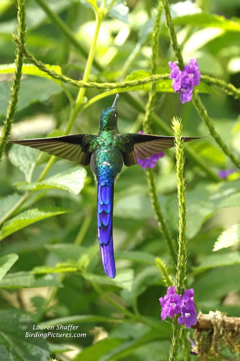 Violet-tailed Sylph - ML608129071
