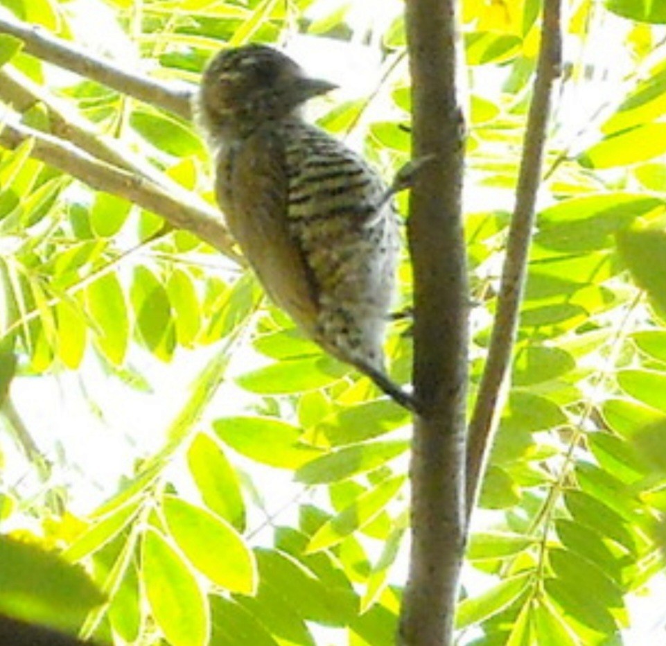 White-barred Piculet (White-barred) - ML608129181