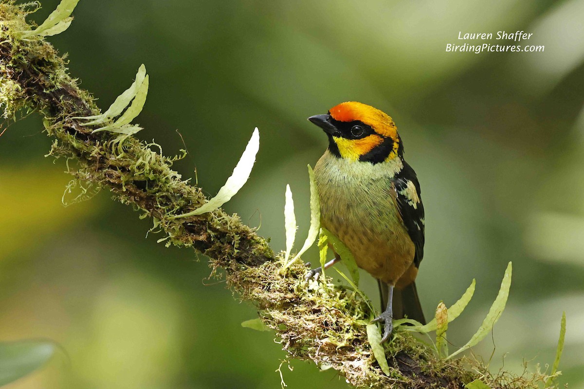 Flame-rumped Tanager (Lemon-rumped) - ML608129881