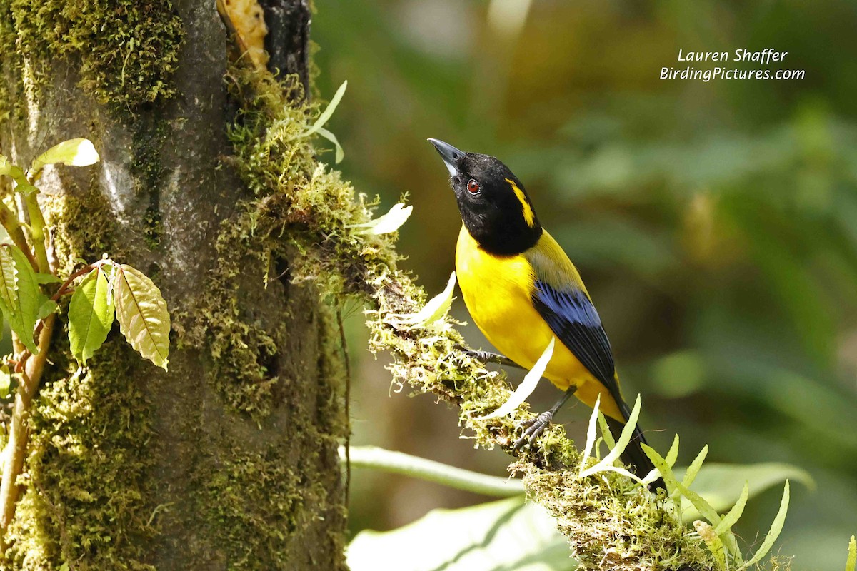Black-chinned Mountain Tanager - ML608129921