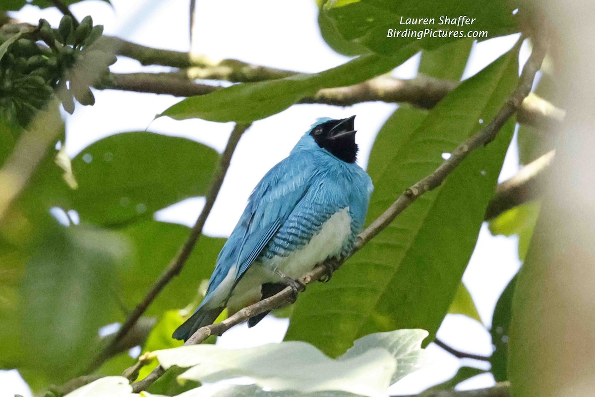Swallow Tanager - ML608130341