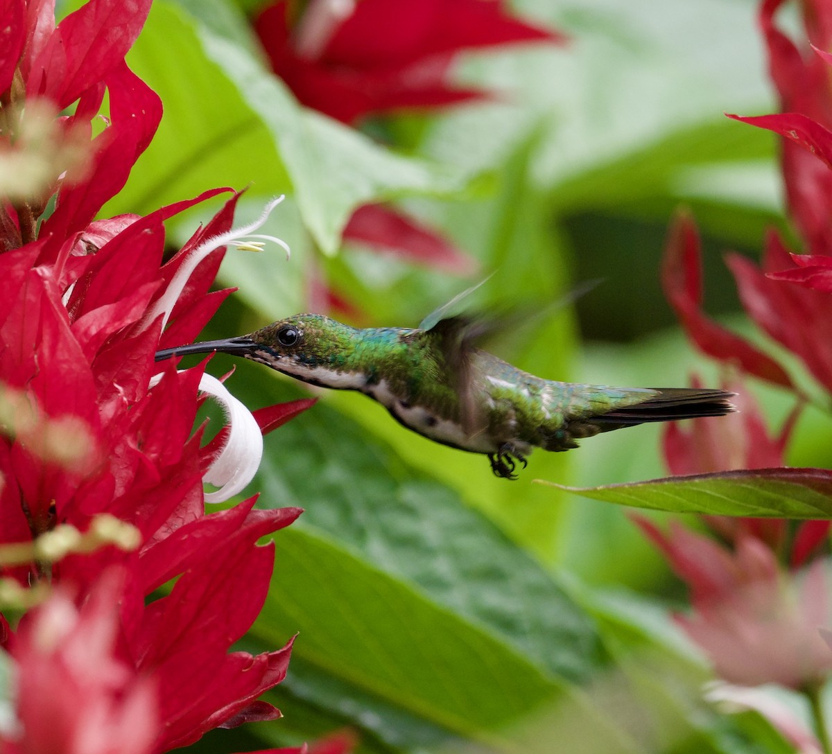 kolibřík tropický - ML608130531