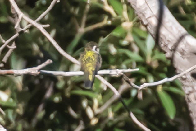 White-eared Hummingbird - ML608130551