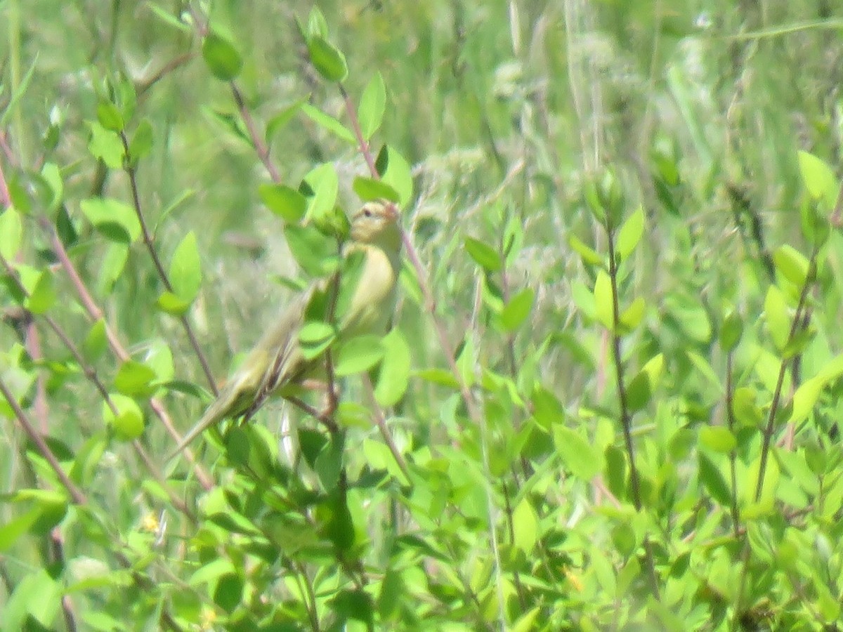 Grasshopper Sparrow - ML608134981
