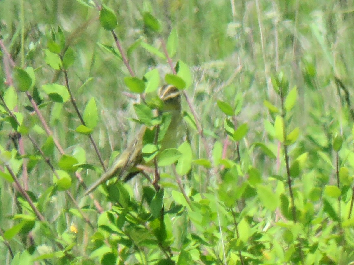 Grasshopper Sparrow - ML608134991